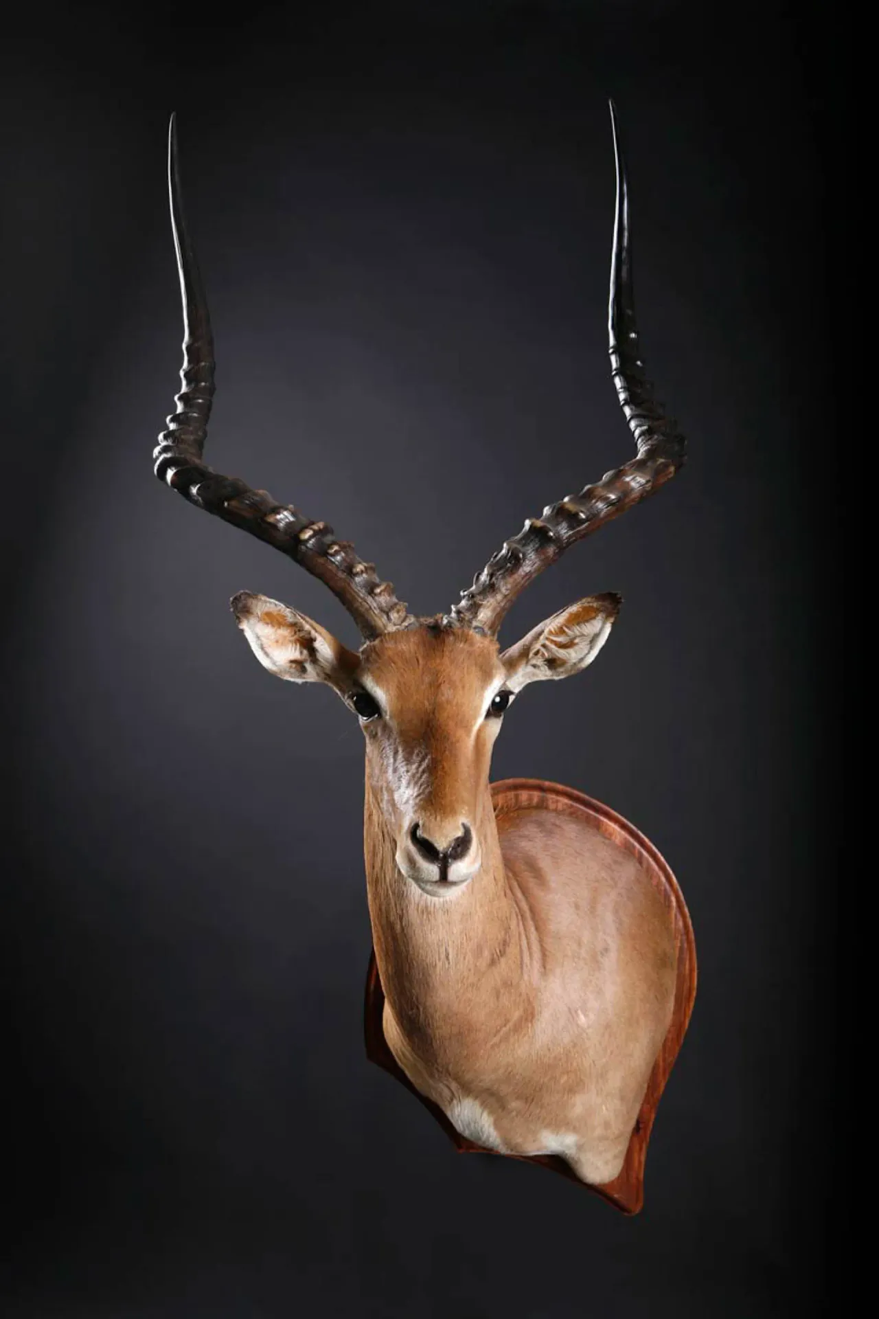Impala Drop Shoulder Shoulder Mount — Highveld Taxidermists